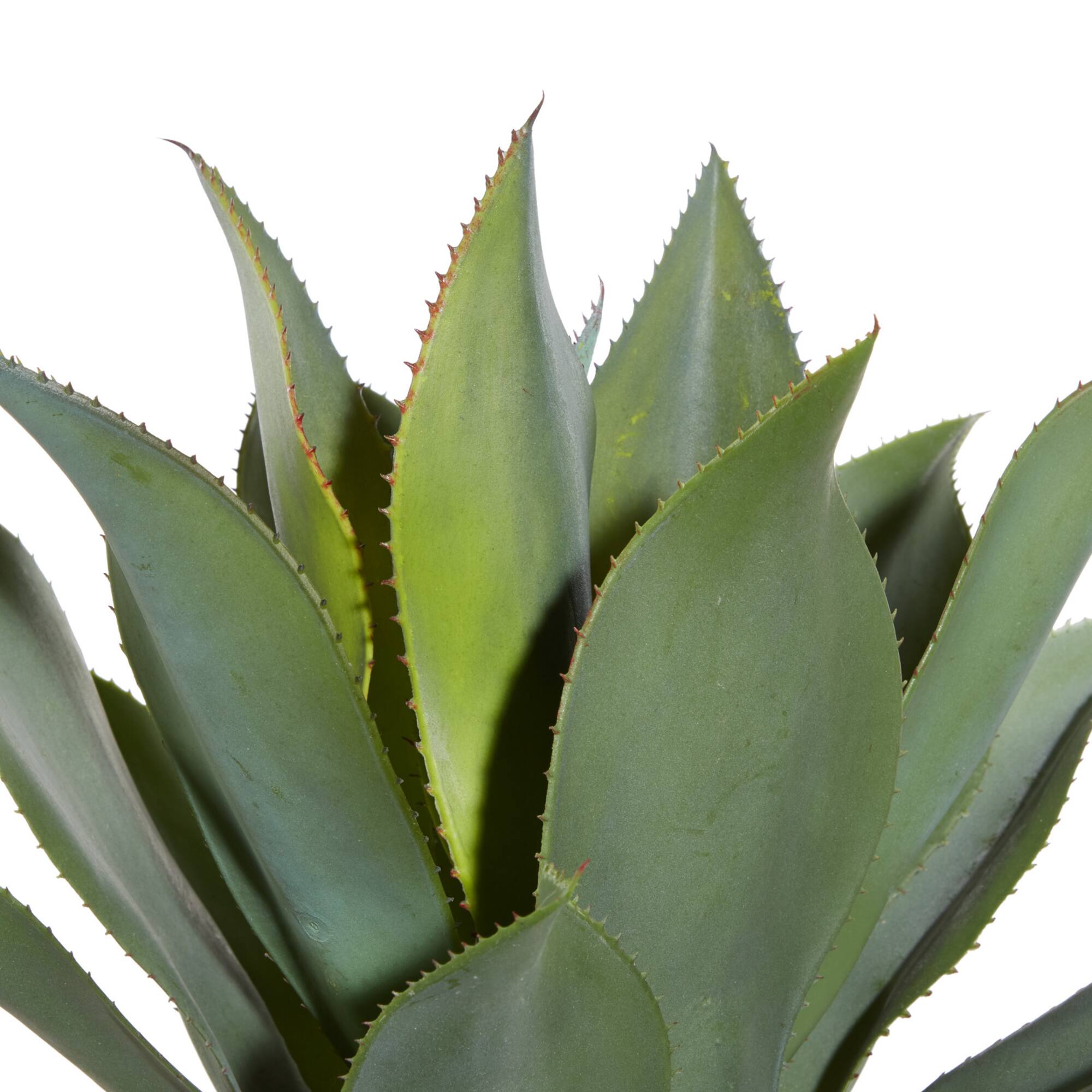 5ft. Potted Yucca Tree